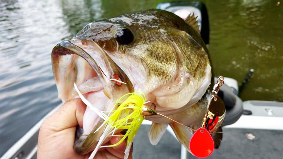 Spring Spinner Bait for Bass a Fishing Guide Bass Hounds